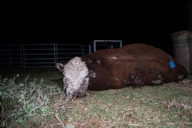 A dead bull near unloading ramp