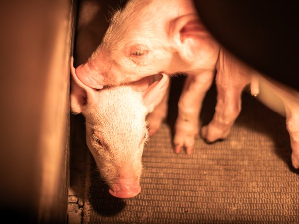 Piglets in farrowing crate