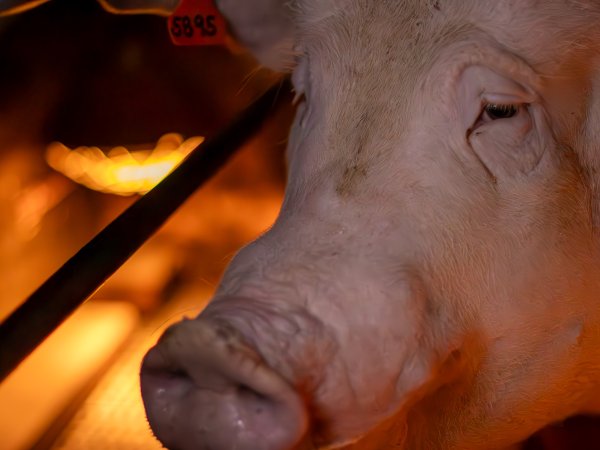 Sow in farrowing crate