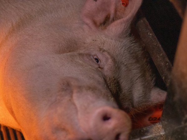 Sow in farrowing crate