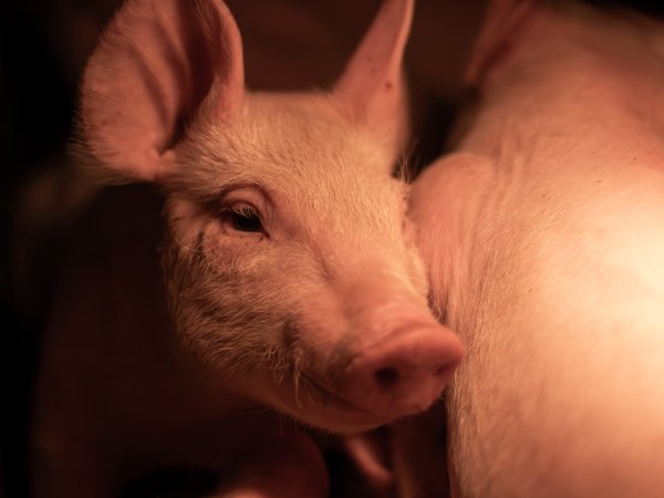 Piglet in farrowing crate