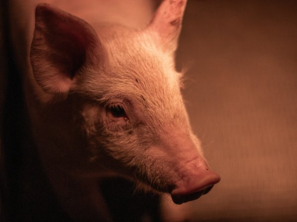 Piglet in farrowing crate