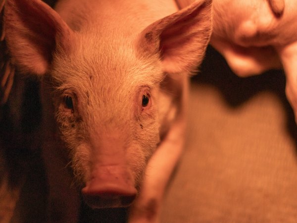 Piglet in farrowing crate