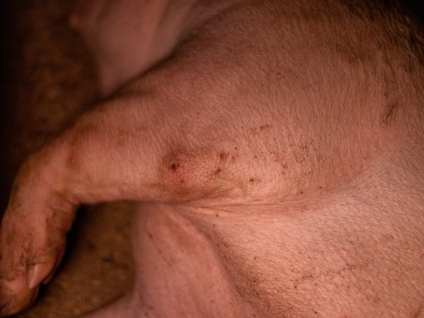 Injured pig in group housing