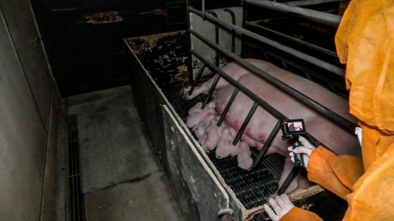 Sow with piglets in farrowing crate