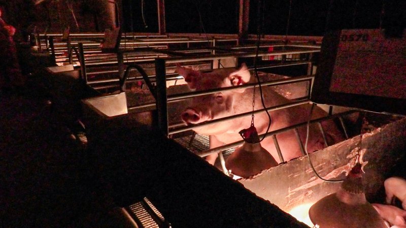 Sow in farrowing crate