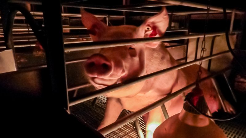 Sow in farrowing crate