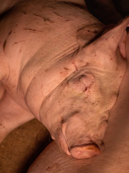 Pig with scratches in group housing