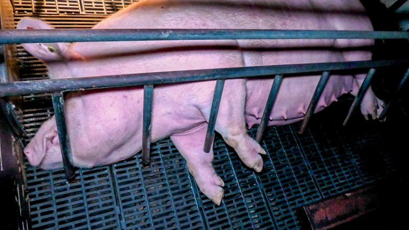 Sow in farrowing crate