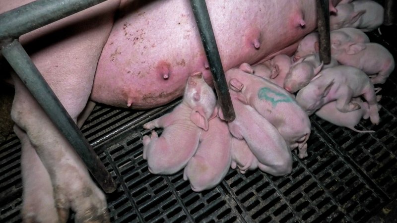 Piglets in farrowing crate