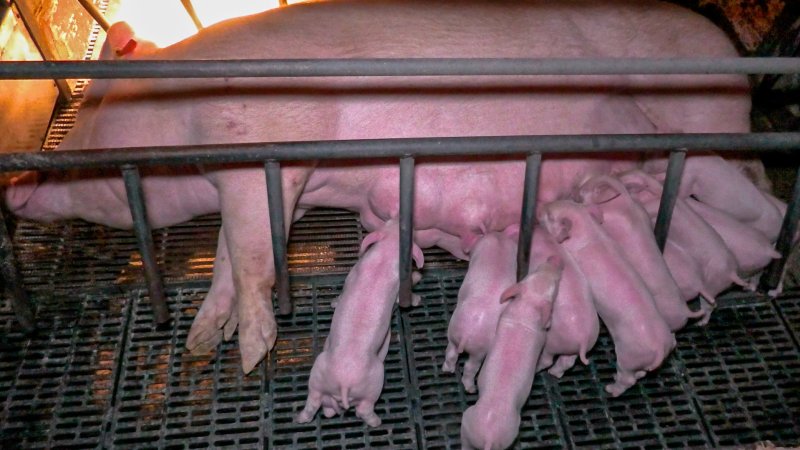 Piglets in farrowing crate