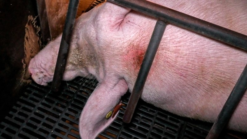 A wounded sow in a farrowing crate