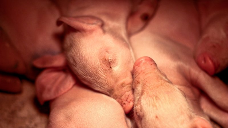 Piglets in farrowing crate