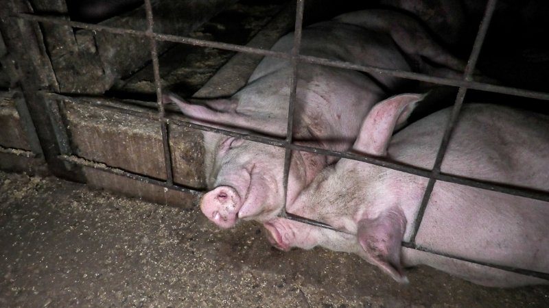 Grower pigs in group housing