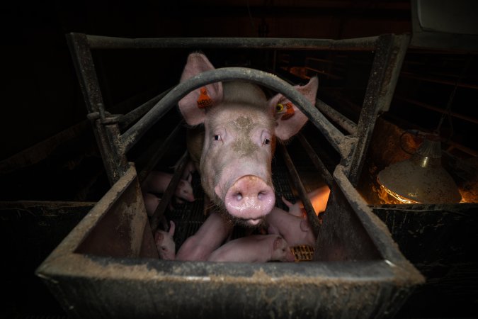 Sow in farrowing crate