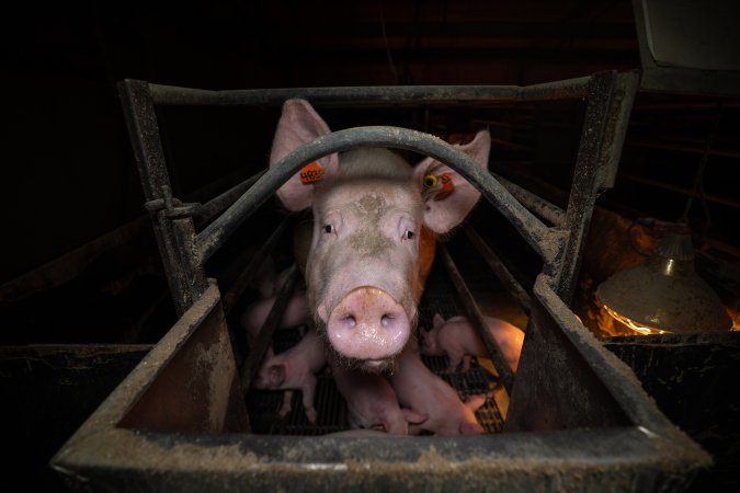 Sow in farrowing crate