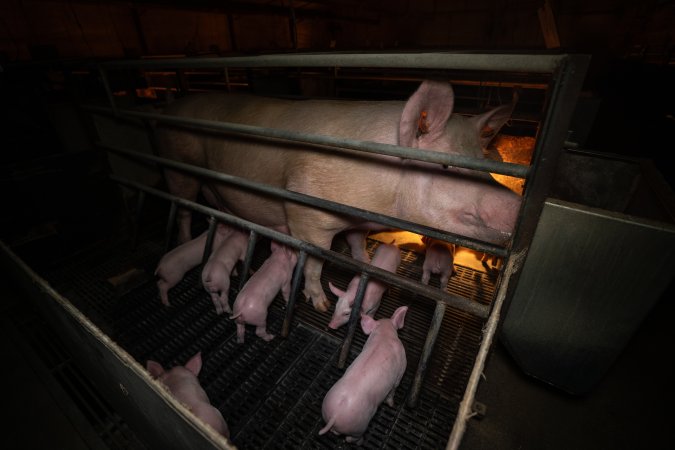 Sow in farrowing crate