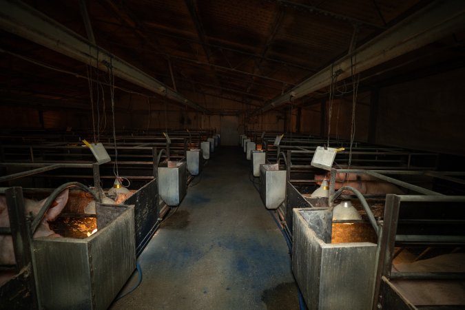 Farrowing shed