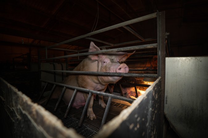 A sow in a farrowing crate