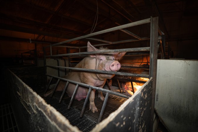 A sow in a farrowing crate