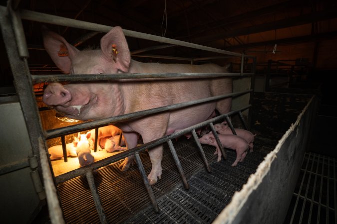 A sow in a farrowing crate