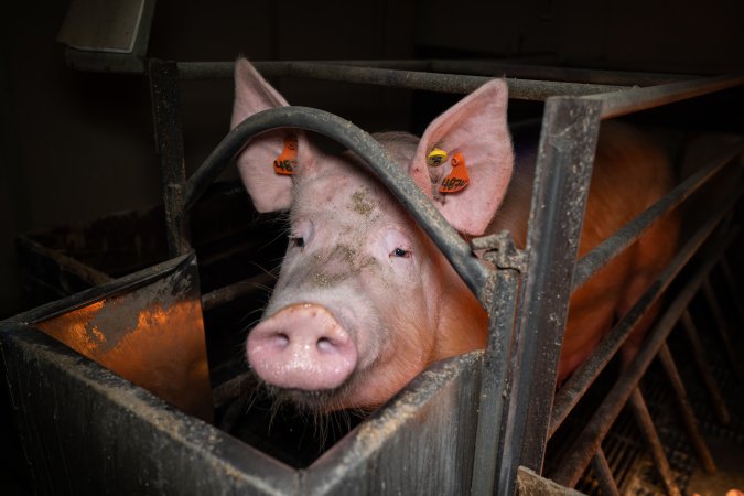 Sow in farrowing crate