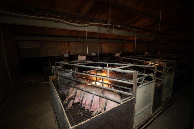 Pregnant sow in farrowing crate