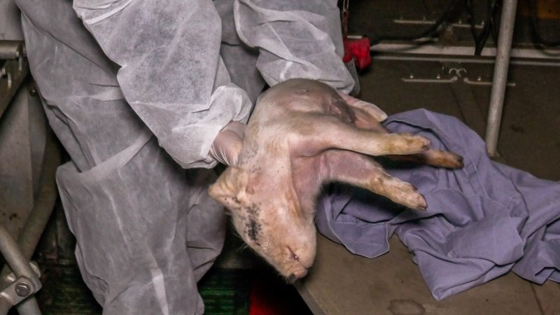 An investigator holds a dead piglet