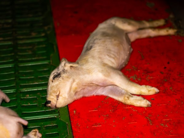 Dead piglet in a farrowing crate