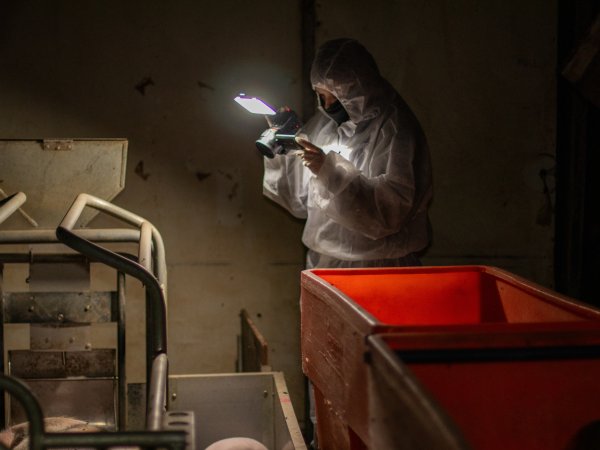 An investigator films inside a farrowing shed