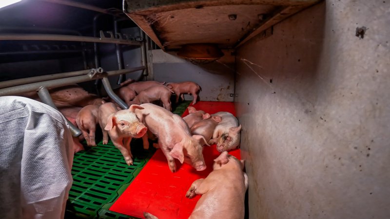 Piglets in farrowing crate