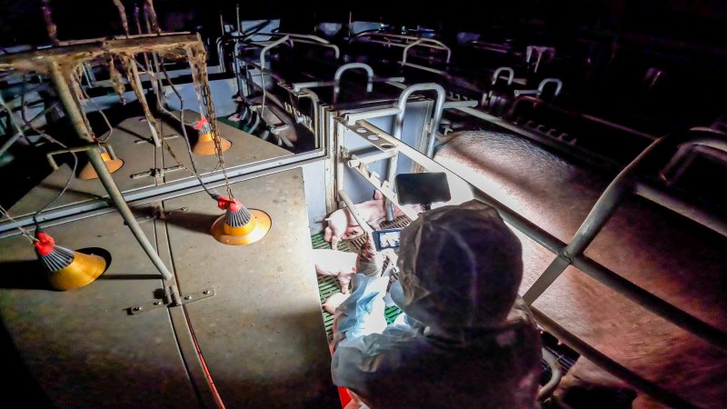 An investigator films a farrowing crate