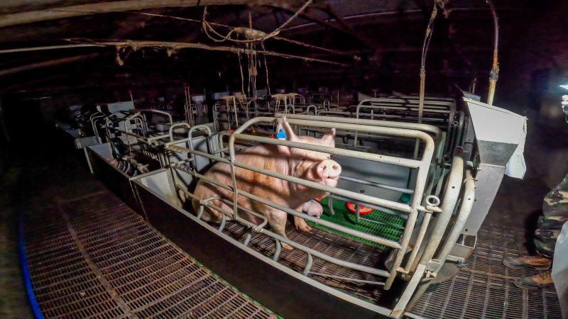 A sow in a farrowing crate