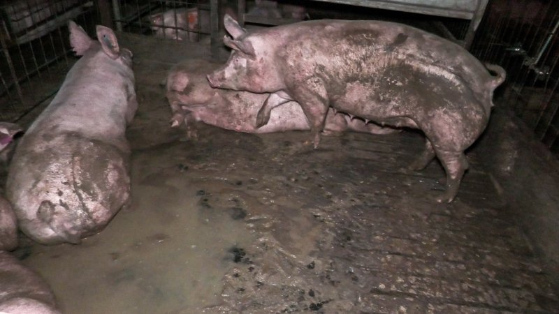 Sows in dirty group housing