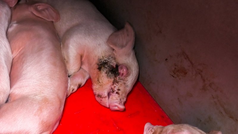 Dead piglet with wound in farrowing crate