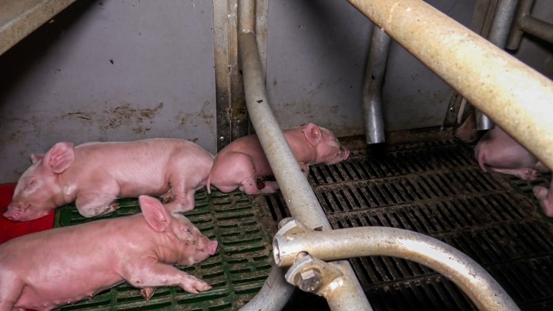 Piglets in farrowing crate