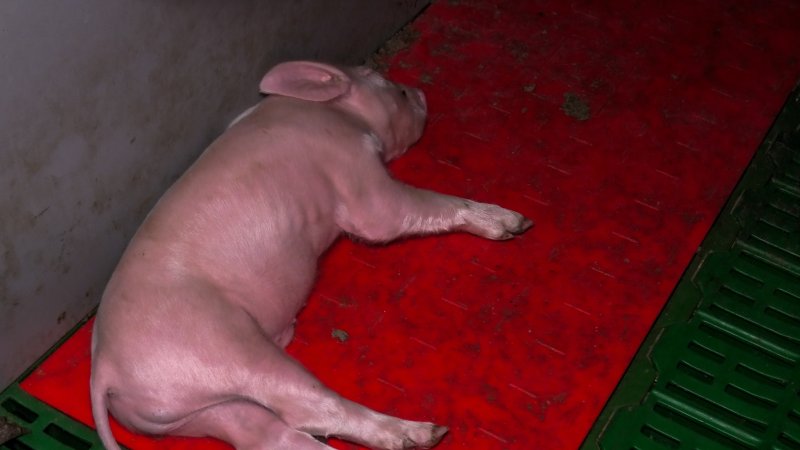 Piglet in farrowing crate