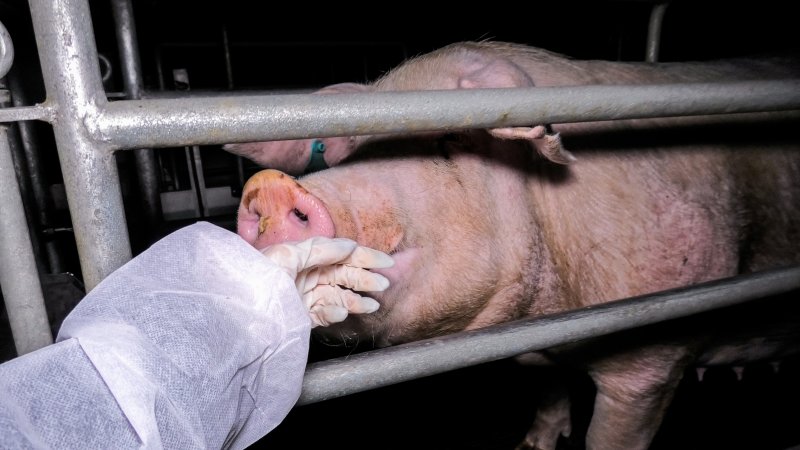 Sow in farrowing crate