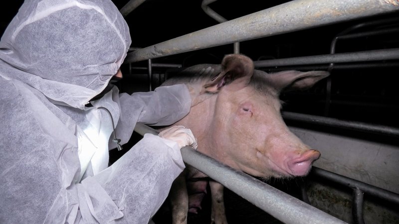 An investigator pats a sow in a farrowing crate