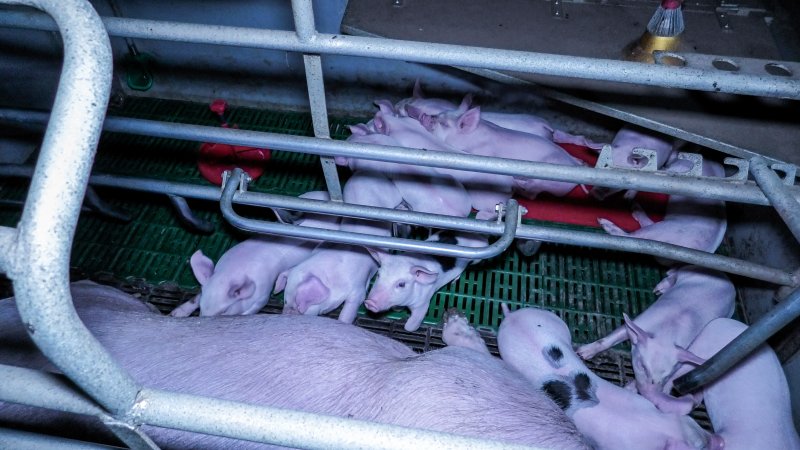 Piglets in farrowing crate