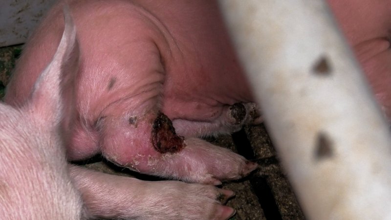 Piglet with wounded leg in farrowing crate