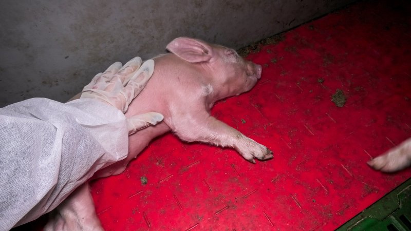 Piglet with wounded leg in farrowing crate