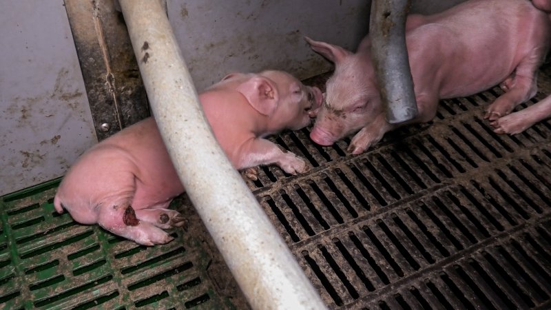 Piglet with wounded leg in farrowing crate