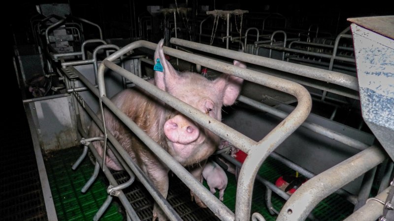 Sow in farrowing crate