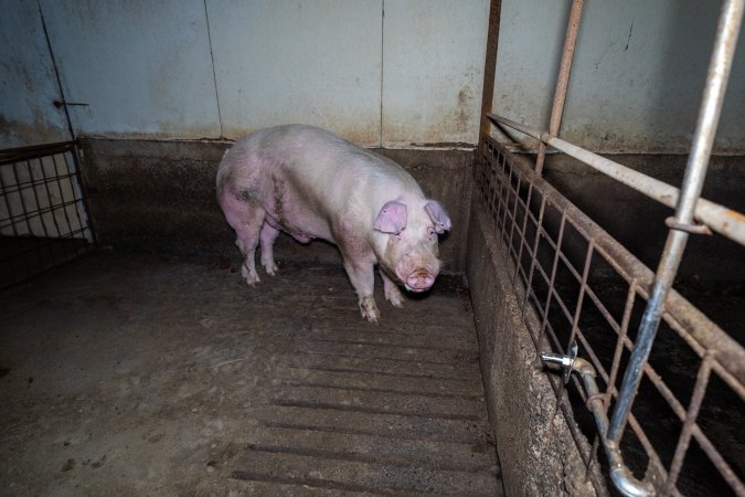 Pig in group housing pen