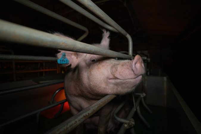 Sow in farrowing crate