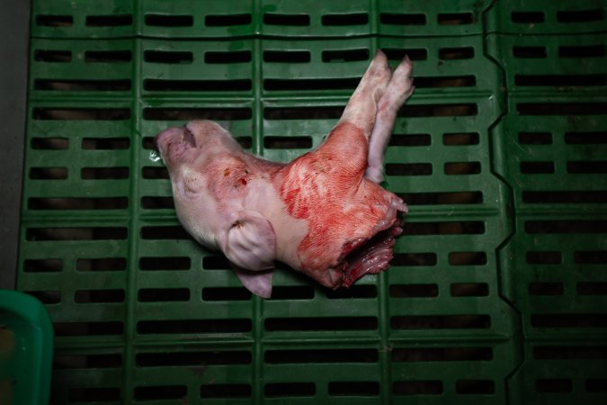 Dead piglet ripped in half