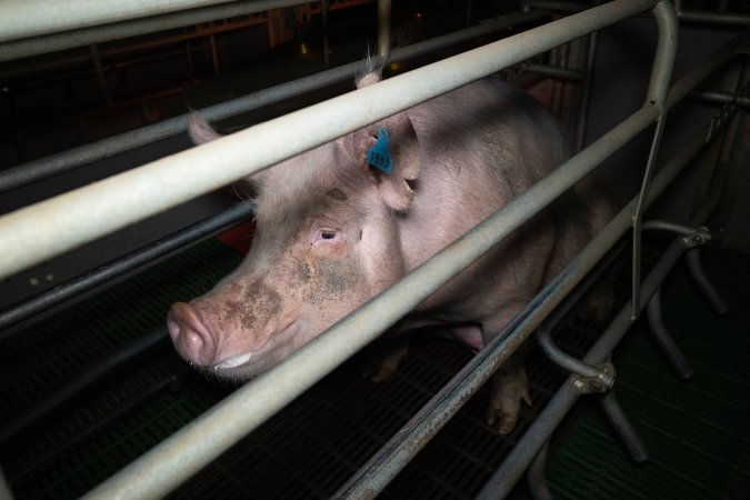 Sow in farrowing crate