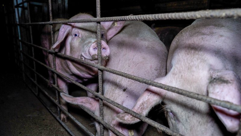 Pigs in a group housing pen