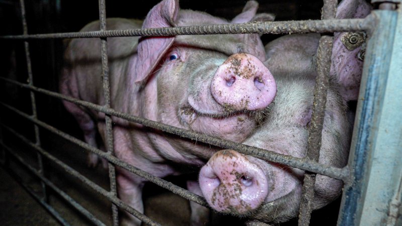 Pigs in a group housing pen